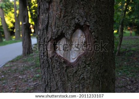 Carved heart on the bark of a tree trunk in a city park.