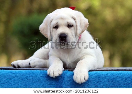 a sweet yellow labrador dog on the blue background