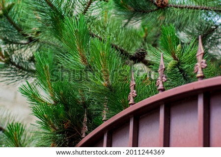 pine branches above the iron fence