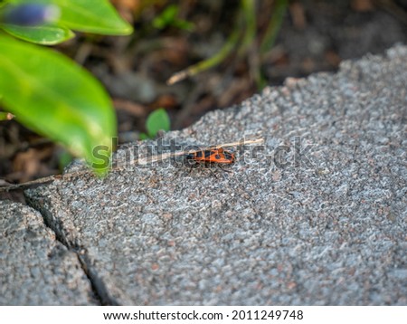 Bedbug soldier (Pyrrhocoris Apterus). A small beetle with a red and black color