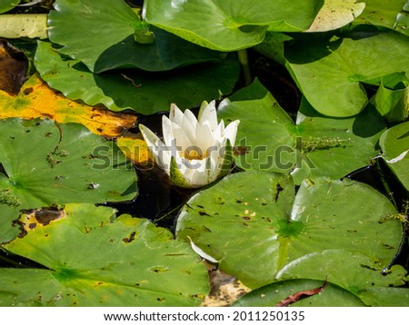 A pond with water lilies in the park.