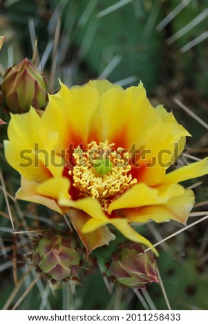 Cactus flower with delicate petals and buds, cactus flower with yellow - red petals and white stamens, cactus with thorns, beauty in nature, flower head, floral photo, macro photography