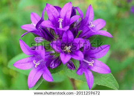 Purple Bell flowers with green leaves in the garden, Purple Campanula , Purple Bell flowers macro, Beauty in nature, macro photography, stock image