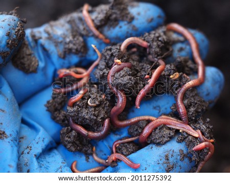 coprolites in a substrate with dung worms vermicompost