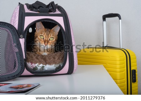 A Bengal cat looks curiously from a padded carrier next to a suitcase. Royalty-Free Stock Photo #2011279376