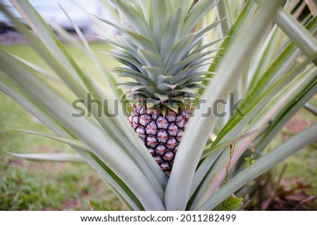 a focused picture of pineapple fruit