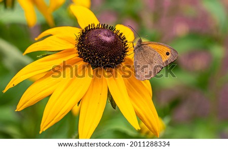 A macro shot of a brown small heath (Coenonympha pamphilus) butterfly feeding from rudbeckia flower. Royalty-Free Stock Photo #2011288334