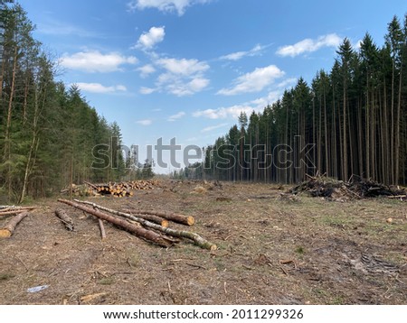 Deforestation. Industrial timber harvesting. Clearing in the forest 