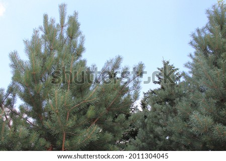 Fluffy green Christmas trees on a blue sky background