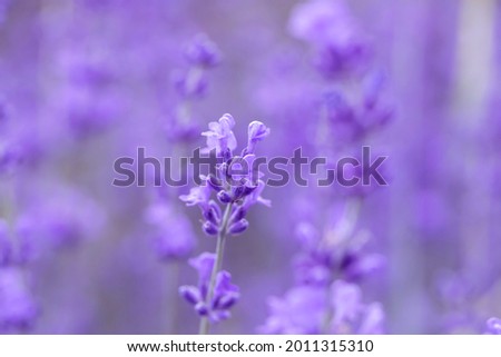 Fresh lavender flowers. Selective focus on lavender flower on lavender field. Shallow depth of field.