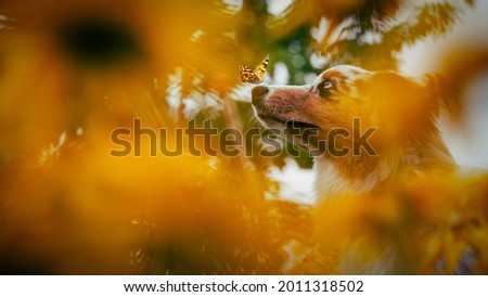 Cute pupy dog in yellow flowers with butterfly on nose . Portrait of an australian shepherd in a flower garden.