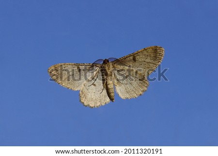 Underside Pale oak beauty (Hypomecis punctinalis), family Geometridae. On glass with a blue sky on the background. Summer, July, Netherlands.                                Royalty-Free Stock Photo #2011320191