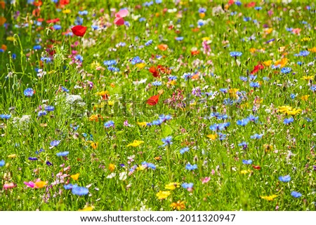 Wildflower meadow in the Summer sunshine with Cornflowers, Poppies, Cow Parsley, red flax flower and grasses.