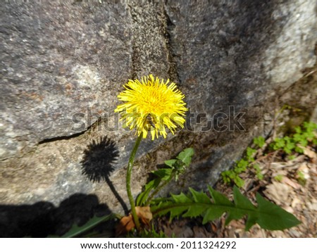 Yellow dandelions in front of a gray wall with a small flying insect . Insects flies seeking for nectar pollen to eat . Yellowish flower with lion tooth leaves in the sun .
