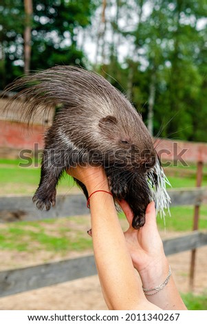 black small cute hand porcupine