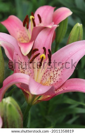 Macro photo of pink lily flowers on the green leaves background