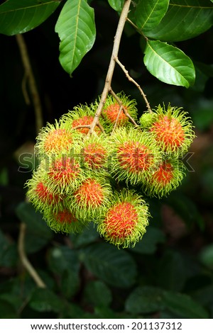 Fresh rambutan from orchard on the eastern, Thailand