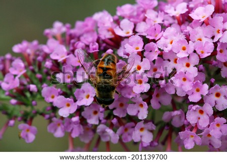 Pink small flowers with bee and natural background