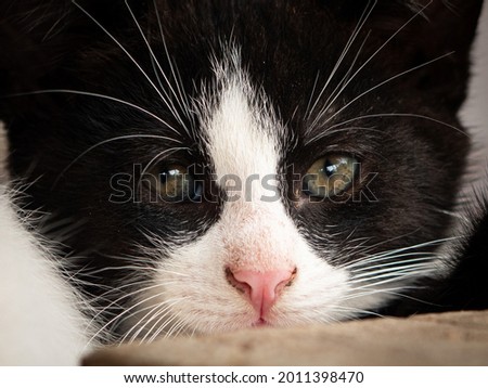 Close-up of a cute little kitten is looking at the camera. The cat is spotted black and white. 
