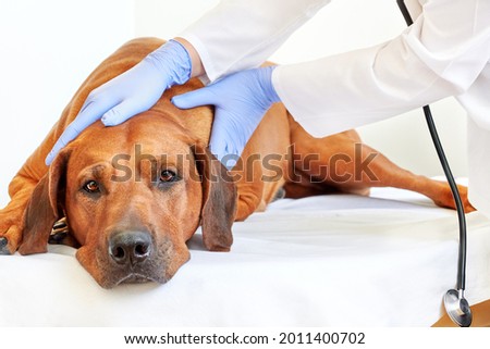 Medical examination of the dog. Veterinarian examining Rhodesian ridgeback dog in vet hospital Royalty-Free Stock Photo #2011400702