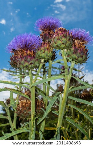 scotish Symbol Marien Thistle, artichoke flower