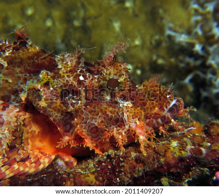A Bearded scorpionfish Boracay Philippines                               