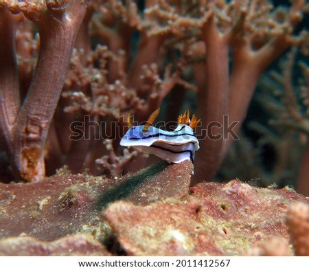 A Chromodoris Lochi nudibranch crawling on corals Boracay Philippines                               