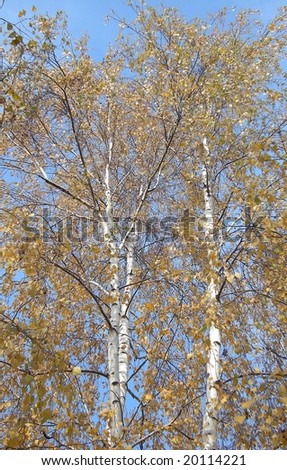 birch or Betula