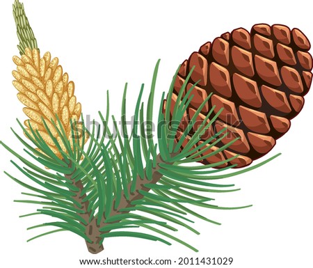 Pinecorn with pine needles isolated illustration