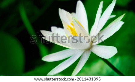 A white lotus flower has bloomed in a pond.