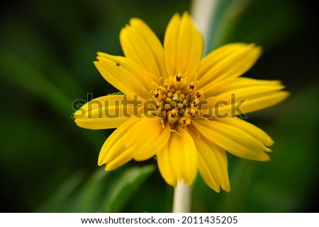 a yellow flower in the photo with a blur background in the garden of the house in the morning.
