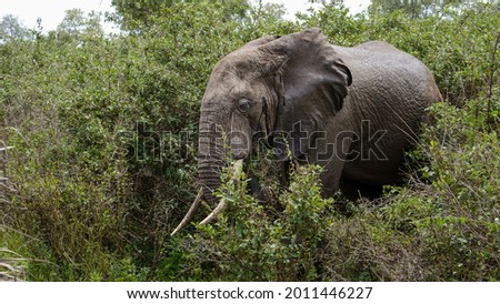 Big old African Elephant in Selous park, Tanzania. Safari trip in Africa.