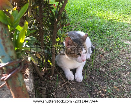 Angry gray-white cat lying and resting under a bush on the grass