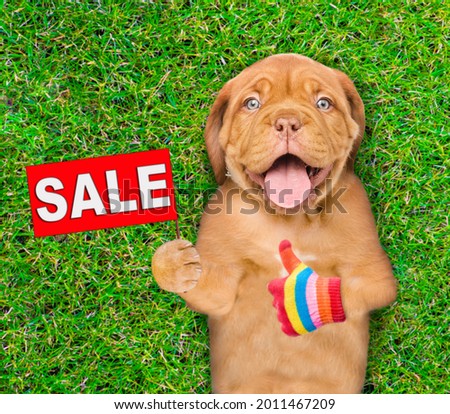 Funny Mastiff puppy lies on its back on summer green grass, shows sale symbol and thumbs up gesture. Top down view.