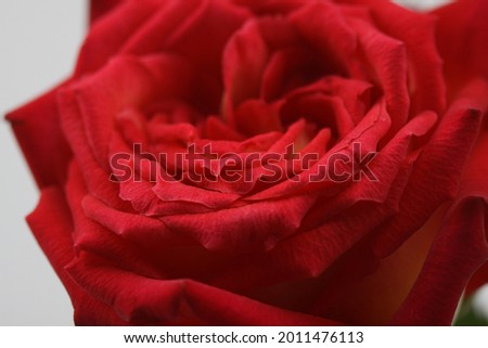 a picture of a beautiful, elated rose