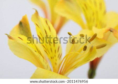 a cute little Dianthus picture