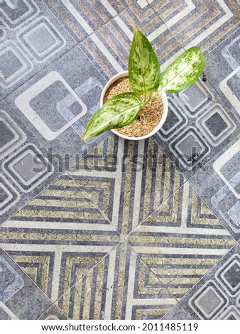 aglonema plants with motifs on the floor