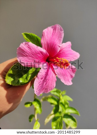 Pink Hibiscus (China Rose) Flower 