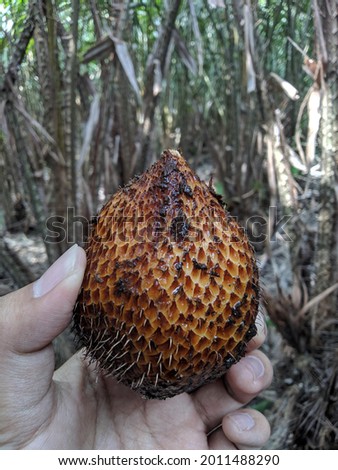 A fresh, sweet snake fruit or thorny palm fruit (salak pondoh) that's just harvested from the farm.