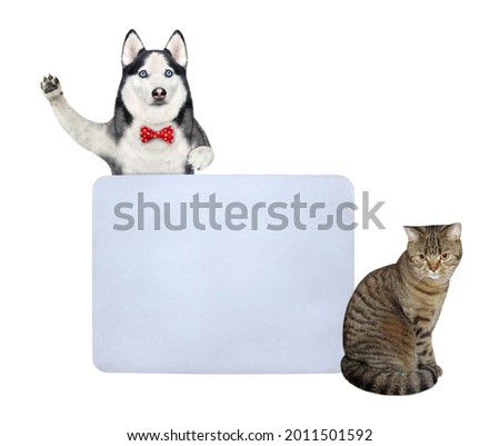 A dog husky and a beige cat are near a big blank poster. White background. Isolated.