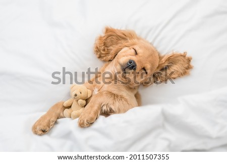 Cute English Cocker spaniel puppy sleeps on a bed at home and hugs toy bear. Top down view Royalty-Free Stock Photo #2011507355