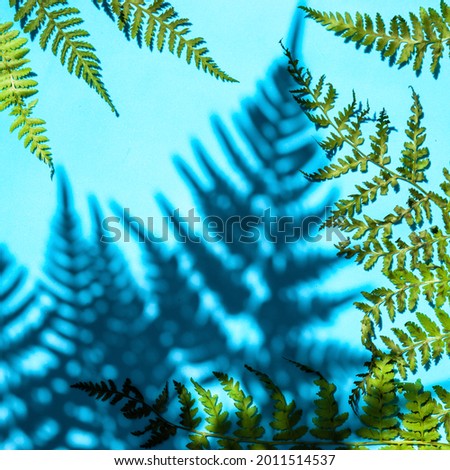 A Green Fern Branch On A Blue Background. Macro Photography Of A Pattern Of Shadows Of Green Fern Leaves With A Space For Text. Blue background with tropical green fern leaves. Space for the text.