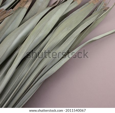 Beautiful natural dry withered palm leaves flat lay on gray purple background. Nature abstract texture concept. Copy space with square photography style.