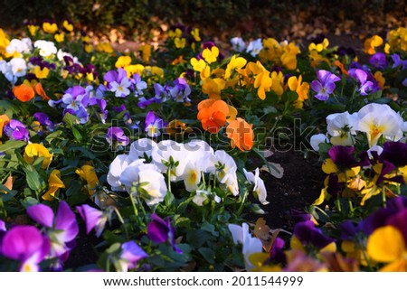 Pansies of various colors in the garden