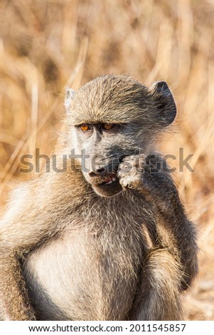 Young Chacma baboon sitting on a dust road in the Kruger Park in South Africa