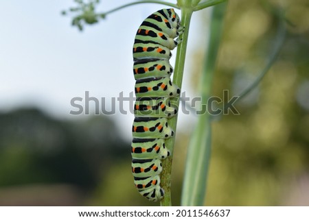 Picture of a beautiful caterpillar. Despite their beauty caterpillars are typically voracious feeders and many of them are among the most serious of agricultural pests. 