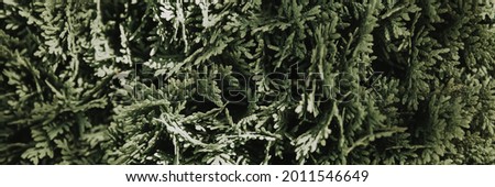 Abstract green thuja texture. Nature background. Top view. Banner