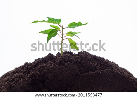 young green shoot growing in soil on a white background, black soil with a tree sprout, the concept of farming and gardening, taking care of nature