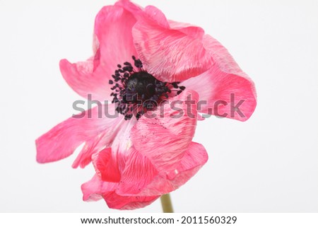 Beautiful and cute picture of Anemone in pink