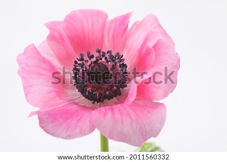 Beautiful and cute picture of Anemone in pink